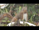 家の裏で野鳥とニホンリスを眺める　その5後編