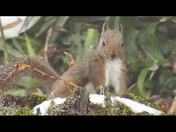家の裏で野鳥とニホンリスを眺める　その5後編