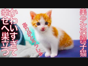 美少女保護子猫、卒業して永遠の美少女猫になる