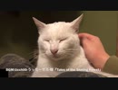 首筋をなでられる猫