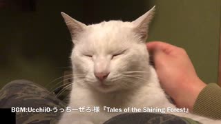 首筋をなでられる猫