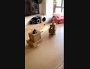ホモと見るねこ戦車