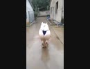 ホモと見るファックして欲しそうな豚