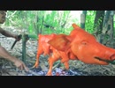 ホモと見る可愛い豚さんの丸焼き.jungle