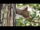 家の裏で野鳥とニホンリスを眺める　その6前編