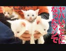 史上もっとも過酷な預かり子猫案件、来襲する