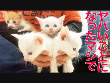 史上もっとも過酷な預かり子猫案件、来襲する