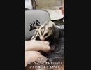 【 #フクロモモンガ 】自己紹介：暴れん坊のヤマト！【 #おはモモンガ 】
