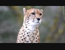 ホモと見る猫に似たナニか