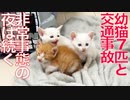 幼猫7匹の緊急預かり（+自損事故）、長い夜の始まり
