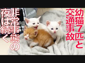 幼猫7匹の緊急預かり（+自損事故）、長い夜の始まり