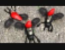 【グロ注意】アラシクロバネの討伐後の姿がとても子ども用のゲームとは思えない【こびとづかん こびとの不思議 実験セット】part8