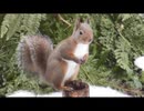 家の裏で野鳥とニホンリスを眺める　その6中編(野鳥の映像無し)