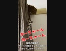 【 #フクロモモンガ 】赤ちゃんの初めての冒険！【 #おはモモンガ 】