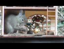 家の裏で野鳥とニホンリスを眺める　その6後編