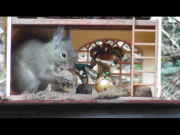 家の裏で野鳥とニホンリスを眺める　その6後編