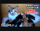 急にママが立ち上がり鳴いて探す子猫…でも欠伸した
