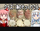 第966位：【琴葉姉妹の磯遊び】クイズ：海のそっくりさん【VOICEROID解説】