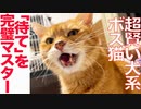 賢い犬系ボス猫、「待て」を完璧にマスターする