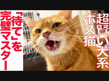 賢い犬系ボス猫、「待て」を完璧にマスターする