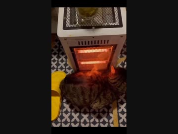 ホモと見るストーブに近づきすぎて体から煙が出るネコ