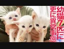 幼猫7匹の緊急預かり（+事故）、さらなる異常事態が続く
