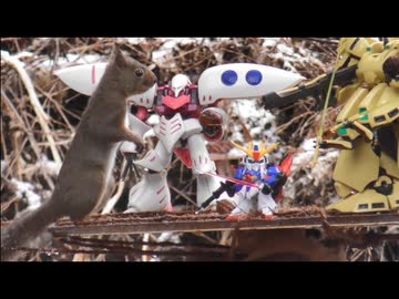 家の裏で野鳥とニホンリスを眺める　その7