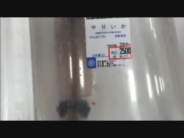 ホモと見る生きたまま売られるヤリイカ