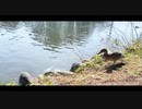 愛されたいと願った feat.可不