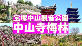 宝塚中山寺梅林　梅田から３０分で行ける山を彩る梅林　青い五重塔が美しい中山寺に隣接した中山観音公園。観音像の周りに１０００本の梅が咲き誇ります。駅からすぐのお勧め観梅スポットです。