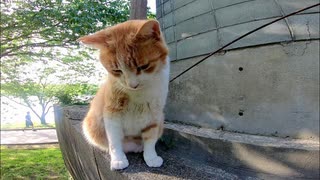 よく喋る野良猫が塀の上にいたのでナデナデしてきた