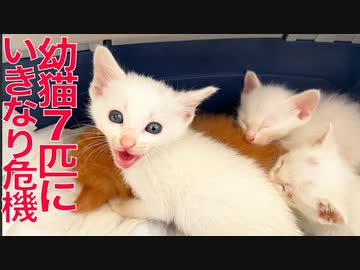 幼猫7匹の緊急預かり(+事故)、いきなり危機を迎える