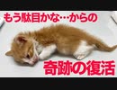 緊急預かり子猫、突如動かなくなり緊急で処置を受けるも…