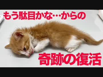 緊急預かり子猫、突如動かなくなり緊急で処置を受けるも…