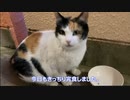 野良猫のシロミケ、お正月にやってきた。