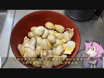 珍食材が食べたい！#172 パラミツのタネご飯
