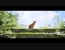 【Stray】お猫様は癒しです#16 END