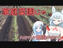 2024年1月10日　農作業日誌P870　たまには家庭菜園をきれいにしよう！