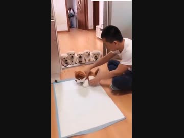 ホモと見るトイレ以外でおしっこするとどうなるか学ぶ子犬