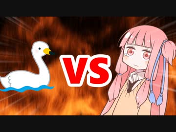 茜ちゃんVS白鳥