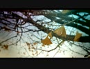 【NNIフリーBGM】White through the ViewFinder【Original Music】