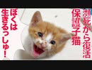 瀕死から復活の保護子猫、命の雄叫びをあげる