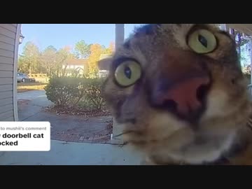 ホモと見るインターホンを押すことを覚えた猫