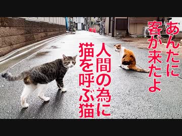街の女王猫、人間の来客に野良猫を招集する