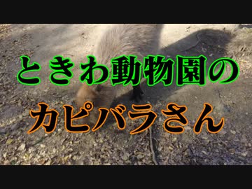 ときわミュージアムのカピバラさん！