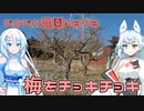 2024年1月12日　農作業日誌P872　梅の剪定もしたけど、アースオーガも試したよ
