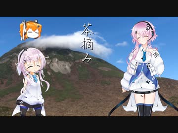 【Ｕ式CCD-0500[FEE]】茶摘み