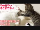ちび次男坊猫、身を挺して弟猫を守る