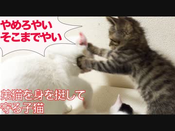 ちび次男坊猫、身を挺して弟猫を守る