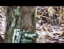 ちょっとだけリスを眺める＋よもやま話